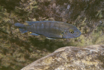 Chindongo sp. 'perspicax yellow breast' Pombo Rocks